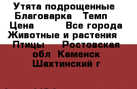 Утята подрощенные “Благоварка“,“Темп“ › Цена ­ 100 - Все города Животные и растения » Птицы   . Ростовская обл.,Каменск-Шахтинский г.